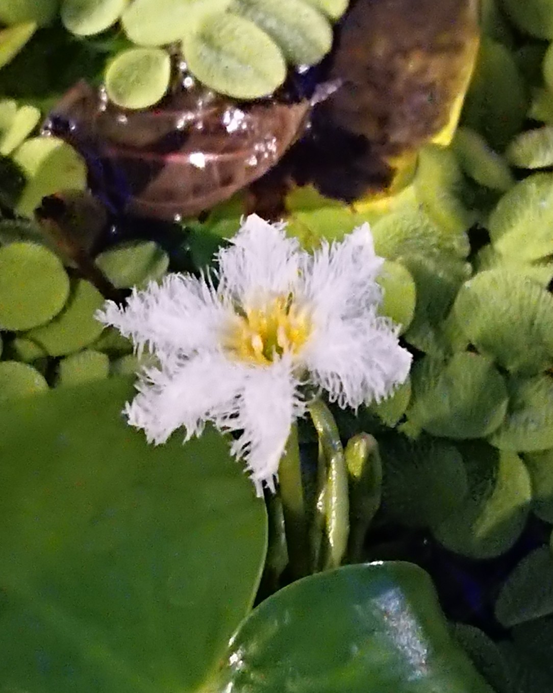 Tiny-Bot-flower